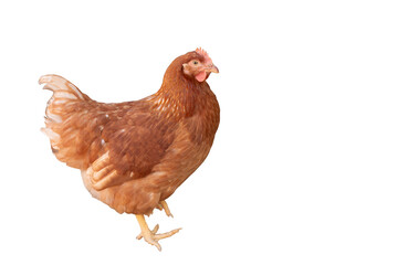 brown chicken isolated on white background
