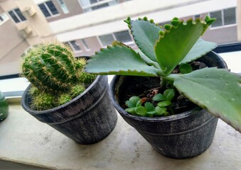 Plants in pot, cactus, green