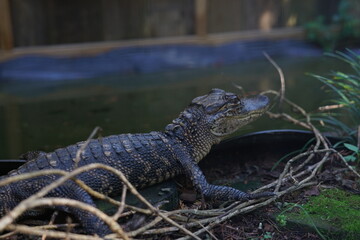 alligator in the everglades