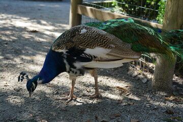 peacock in the park
