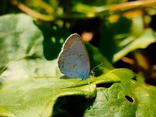 butterfly on leaf