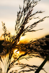 Tall reeds swaying in the breeze at sunset, with a lake in the background.