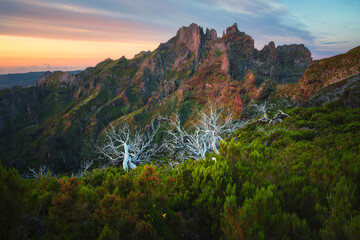 White dead trees near Pico Ruivo, in Madeira, Portugal