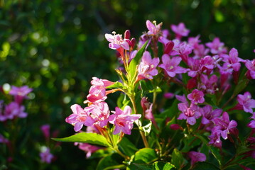A little bee is happily sitting on a bright pink flower nearby