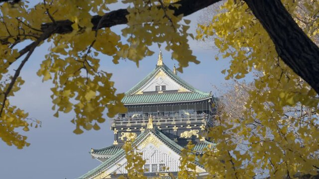 Tilt down shot of historic landmark Osaka Castle with golden gingko trees in the autumn season in Osaka, Japan. 