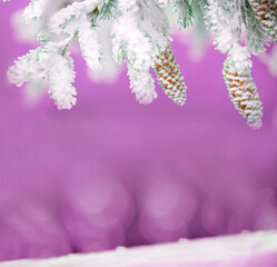 snow-covered tree branches with white frost and cones on a pink background. christmas background