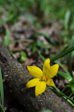 Fototapeta spring yellow tulips in the forest