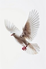 Obraz premium White dove in flight depicted in isolation on a white background, emphasizing purity freedom.