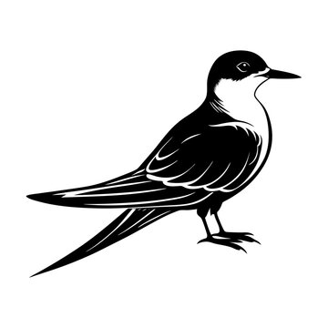 recommend clip art: Download Common Tern Silhouette  Vector Art And Illustration Svg File For Design.