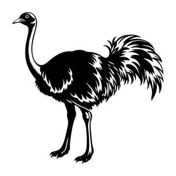 recommend clip art: Download Ostrich  Silhouette Vector Art And Illustration Svg File For Design.