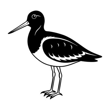 recommend clip art: Download Oystercatcher Bird Silhouette Vector Art And Illustration   Svg File For Design.