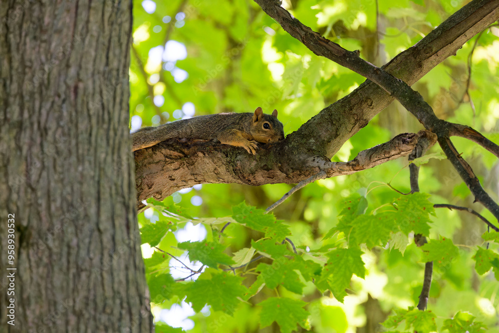 Wall mural fox squirrel resting in the park. the fox squirrel (sciurus ni..r), also known as the eastern fox sq