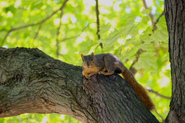 Fox squirrel resting in the park. The fox squirrel (Sciurus ni..r), also known as the eastern fox squirrel or Bryant's fox squirrel. 