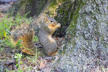 The fox squirrel (Sciurus niger), also known as the eastern fox squirrel or Bryant's fox squirrel. 