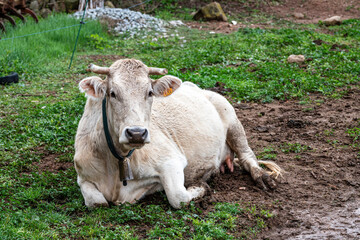 White cow with bell lying down looking at the camera from the farm