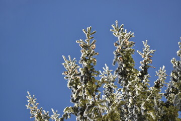 fir tree branches with cones in snow in winter against sky background