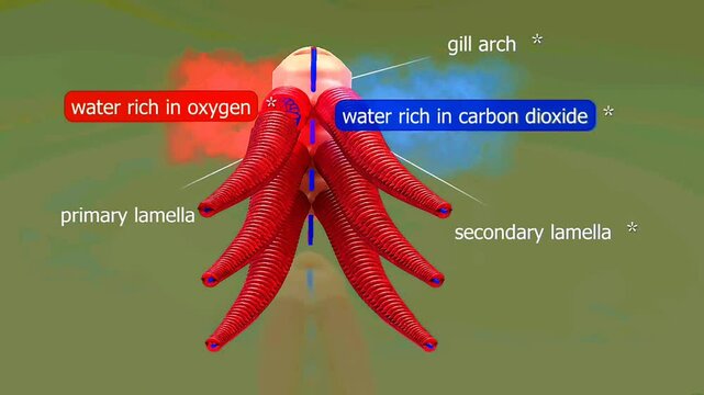 Anatomy of fish gills