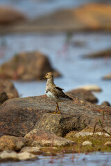 Single pectoral sandpiper (Calidris melanotos) standing on a rock in the arctic tundra, Arviat, Nunavut, Canada