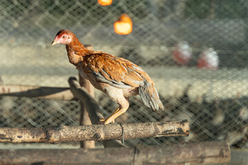 A domestic chicken standing on a wooden perch in a coop.