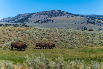 Buffalo in the field