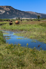 Buffalo in the field