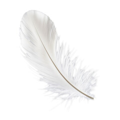 Obraz premium White feather isolated.
