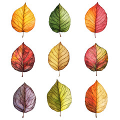 Obraz premium A collection of beautifully illustrated leaves in various colors and styles, perfect for nature-themed designs and projects.