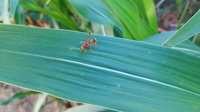 Hornets are the largest of the eusocial wasps, and are similar in appearance to their close relatives the yellow jacket wasp. Some species can reach up to 5.5 cm in length