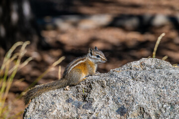 chipmunk on the rock