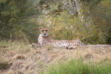 cheetah in the savannah