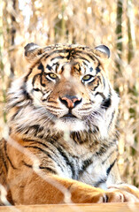 Naklejka premium tiger in the zoo