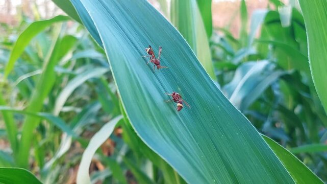 Hornets are the largest of the eusocial wasps, and are similar in appearance to their close relatives the yellow jacket wasp. Some species can reach up to 5.5 cm in length