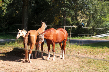Fototapeta premium An image of three blindfolded horses standing in a paddock.