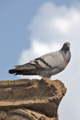 gros plan sur un pigeon posé sur un mur en pierre