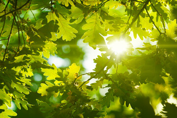 Bright green oak leaves illuminated by warm sunlight create vibrant and serene atmosphere in summer forest. Interplay of light and shadow, essence of spring or summer in forest