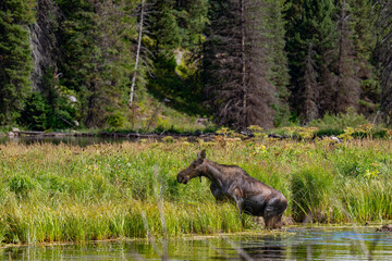 Moose in the water