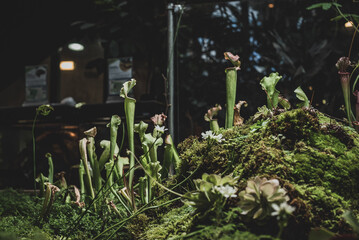 Fototapete bei efototapeten.de bestellen   