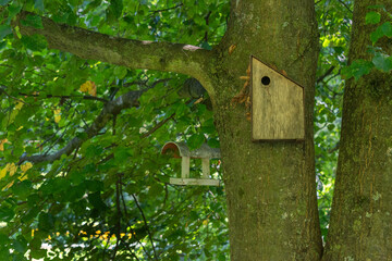 Wooden Birdhouse Nested Tree Greenery Birds Nature Habitat