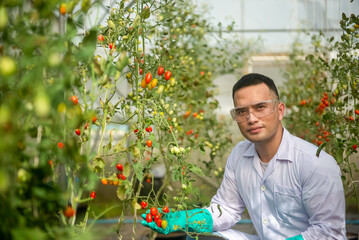 asian agriculture uses digital tablets and monitors the quality and growth of tomatoes in small greenhouses.
