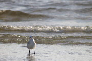 Bird Eating Fish on Shore