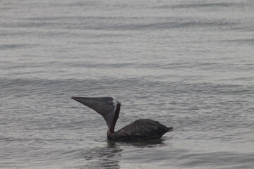 Fototapeta premium Pelican in Water