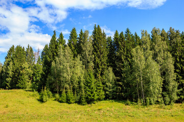 Fototapeta premium Nature background, mixed forest against blue sky