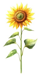 Cheerful Sunflower Illustration in Children's Book Style on White Background