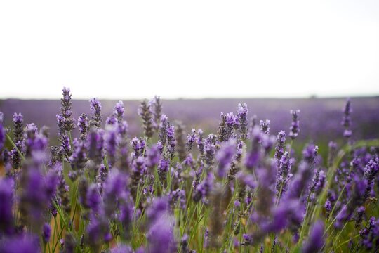 field of lavender