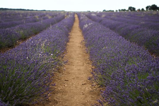 lavender field region