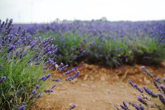 lavender field region