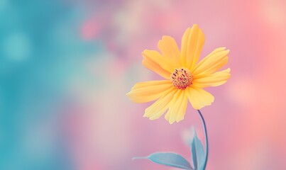 Fototapeta premium Single Yellow Flower on a Pastel Pink and Blue Background