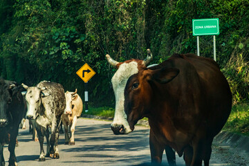 VACAS EN MEDIO DE LA CARRETERA CON LETRERO DE ZONA URBANA GANADO