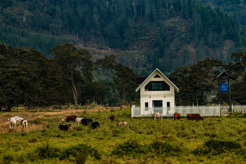 CASA DE CAMPO EN MEDIO DE LA SELVA GANADO VACAS MONTAÑAS OXAPAMPAA