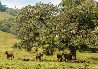 CABALLOS BAJO LA SOMBRA DE UN ARBOL EN LA SELVA NATURALEZA